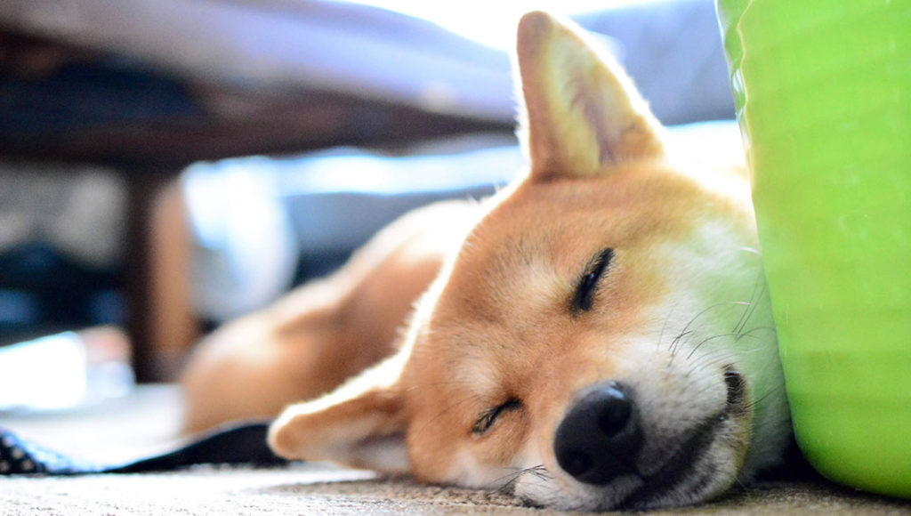 愛犬のお悩み解決 犬が落ち着くアロマ７選 愛犬が好む精油の匂いとは たかくらとくらす Takakura Official Online Store