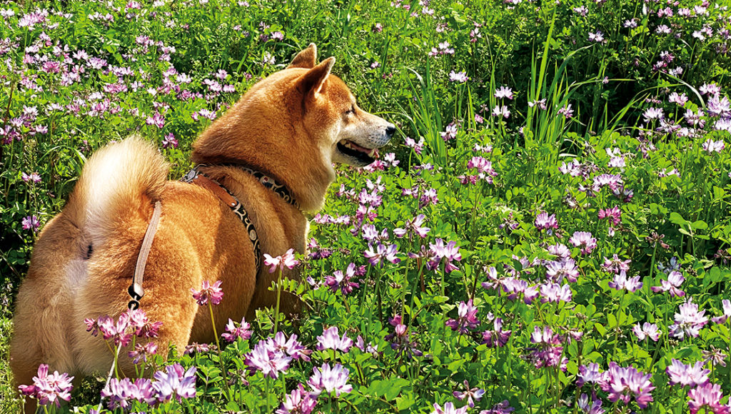 愛犬のマダニ対策 愛犬を守るために大切なことをおさらい たかくらとくらす Takakura Official Online Store