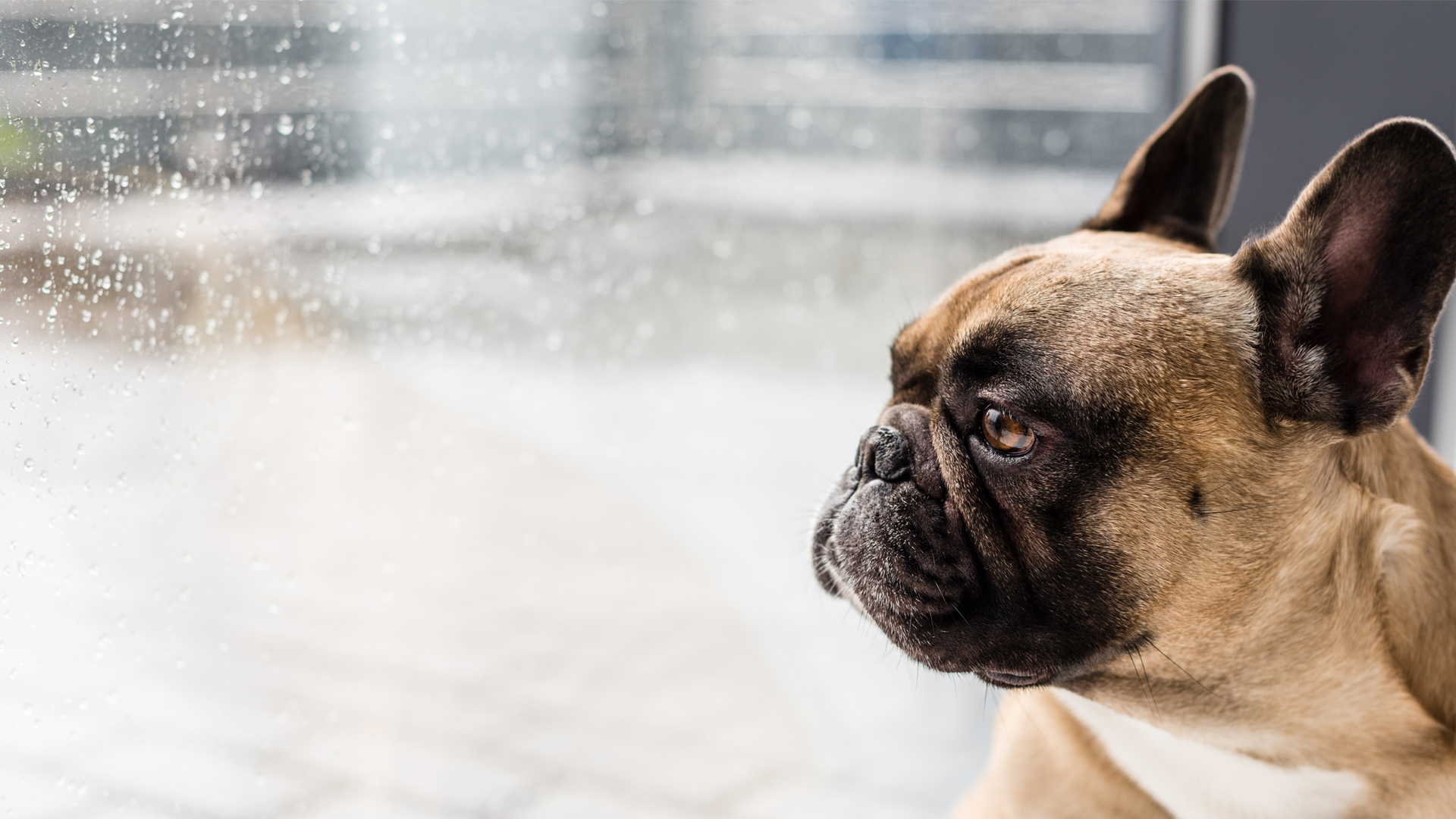 愛犬のために梅雨の時期に注意したい３つのトラブルと雨の中の散歩対策