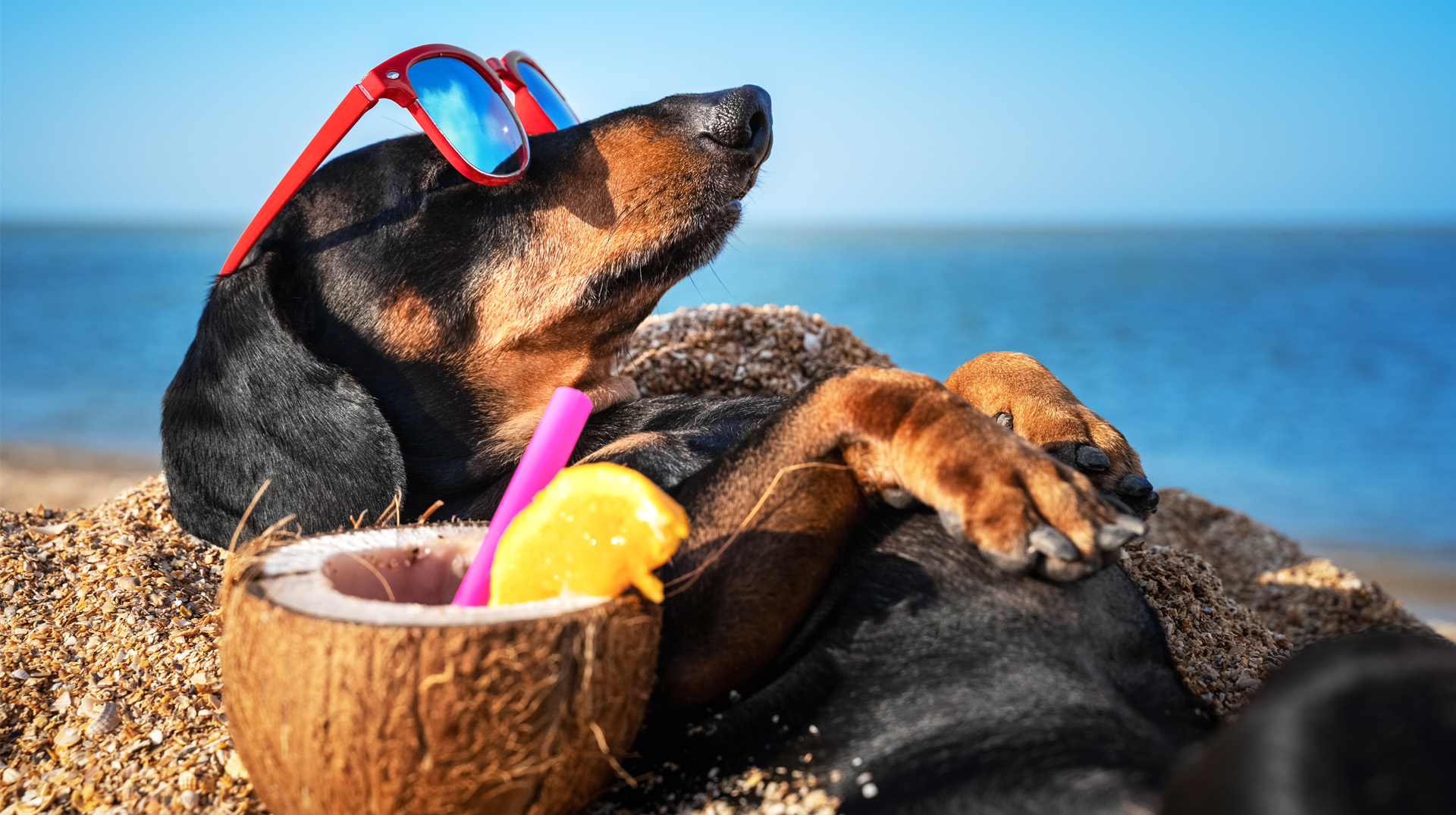 【愛犬の暑さ対策】犬の熱中症を防ぐ方法と暑い時に効く冷感グッズ