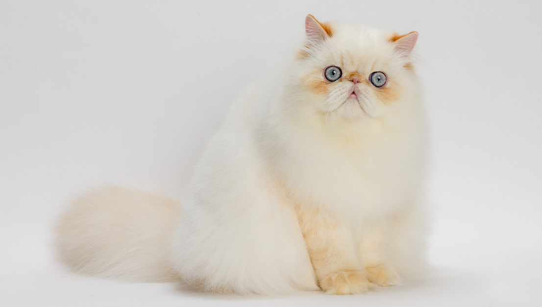 猫用 プロフェッショナル グルーミングスプレー フラッフィ 200mL｜たかくらとくらす｜Takakura Official online store
