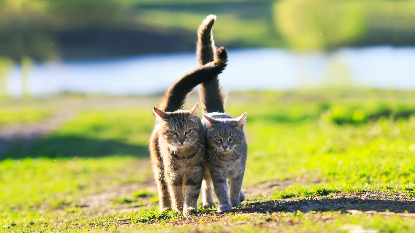 大切な猫のしっぽ【お手入れ動画付き】 - たかくらとくらす Takakura